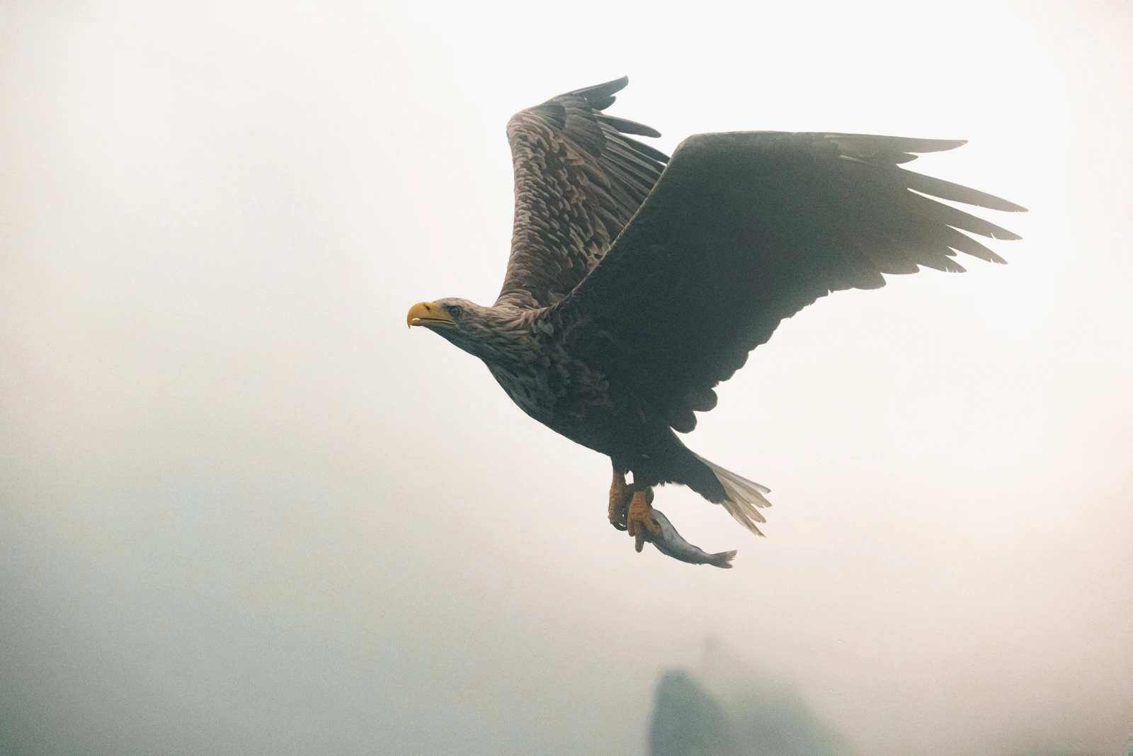 Aquila di mare in volo con un pesce fra gli artigli, ali interamente visibili