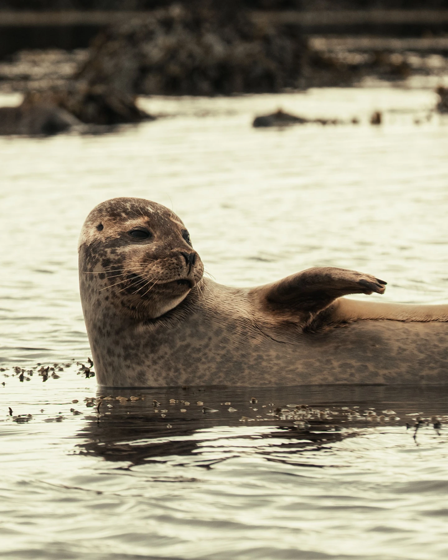 Una foca islandese con una pinna sollevata, inquadratura originale completa