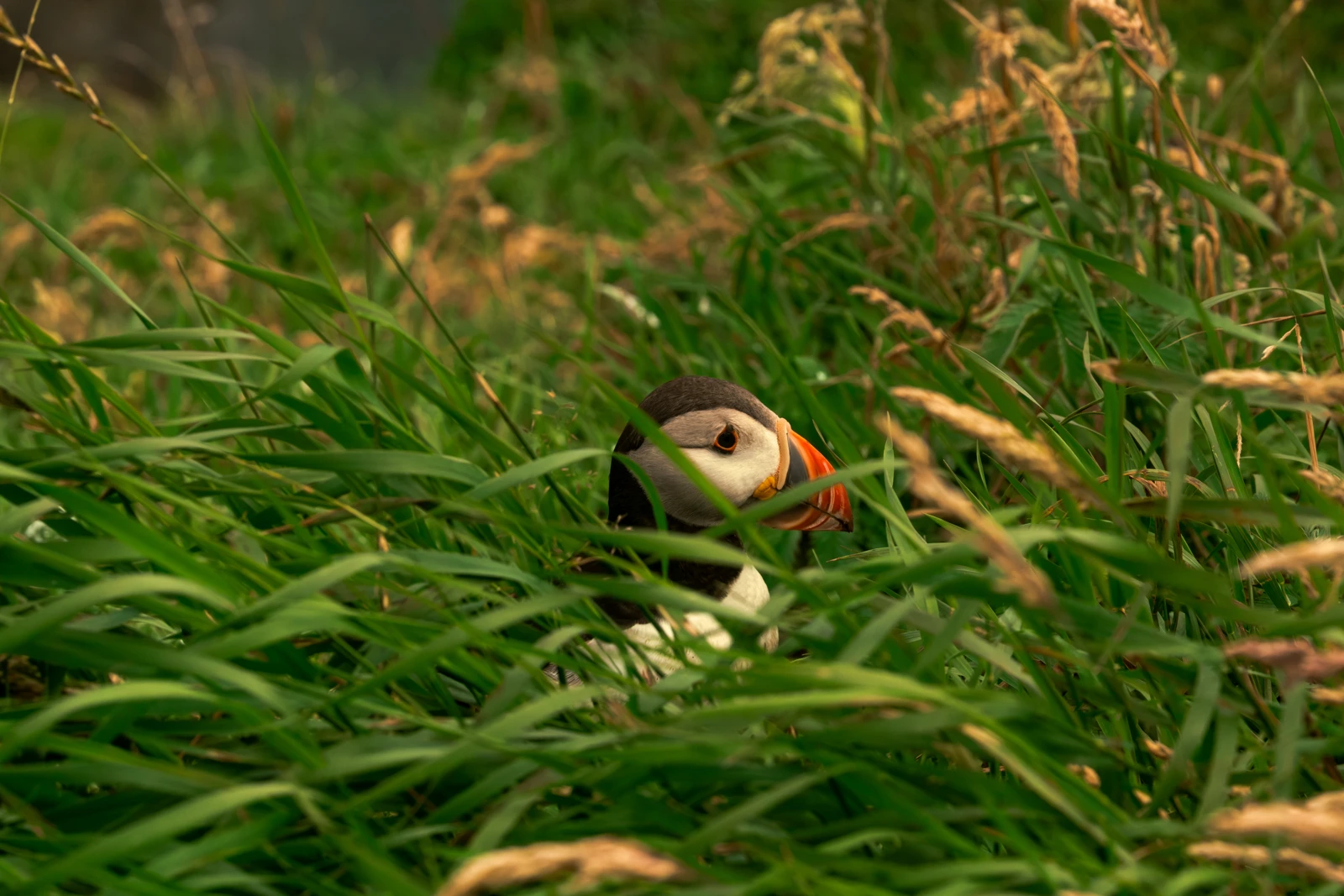 Un puffin fra l’erba, fotografato in Scozia