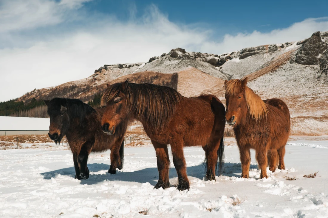 Cavalli islandesi nella neve