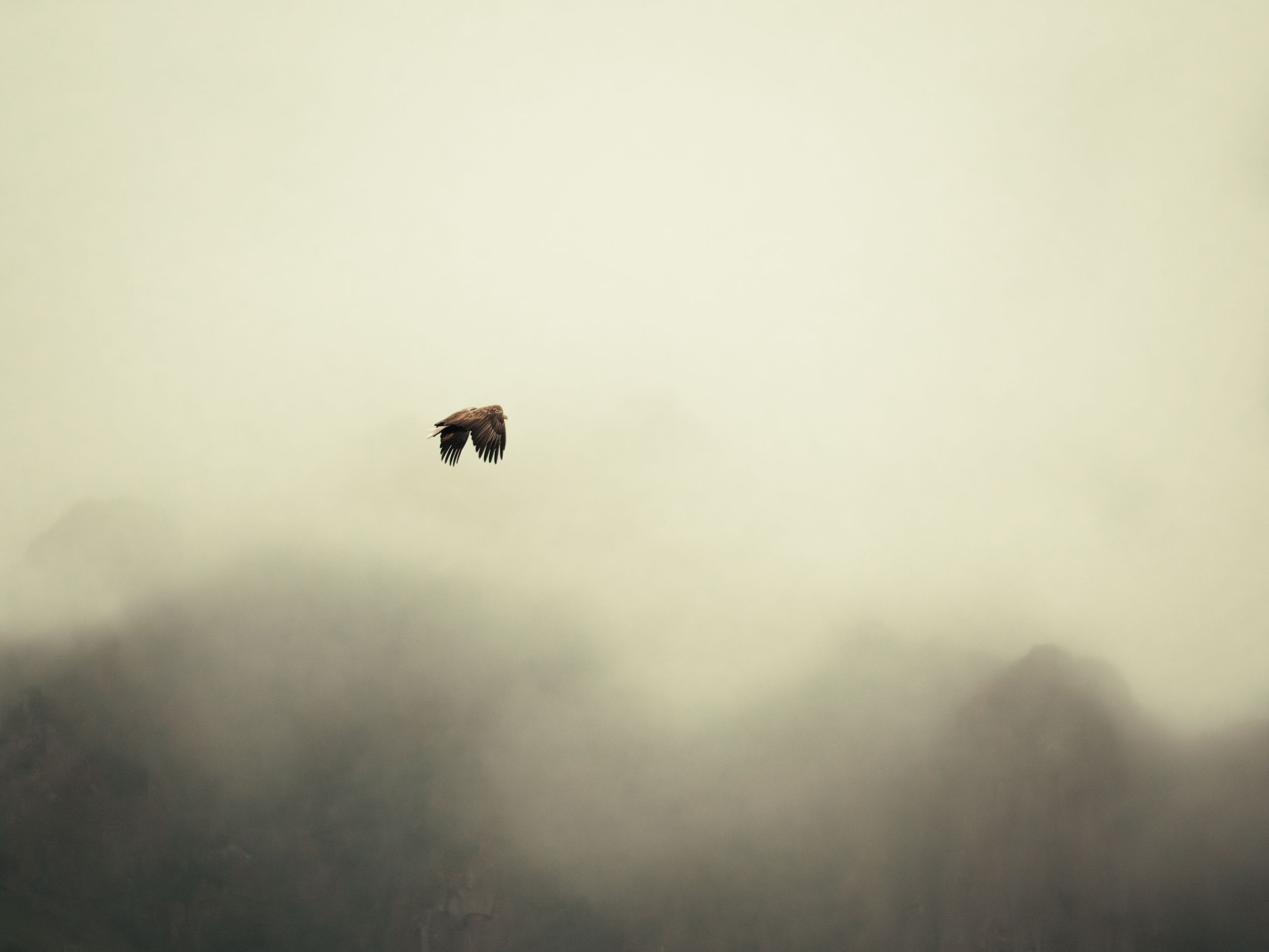 Un’aquila di mare in volo tra le montagne velate delle Lofoten, fotografia di Pierpaolo Paluan